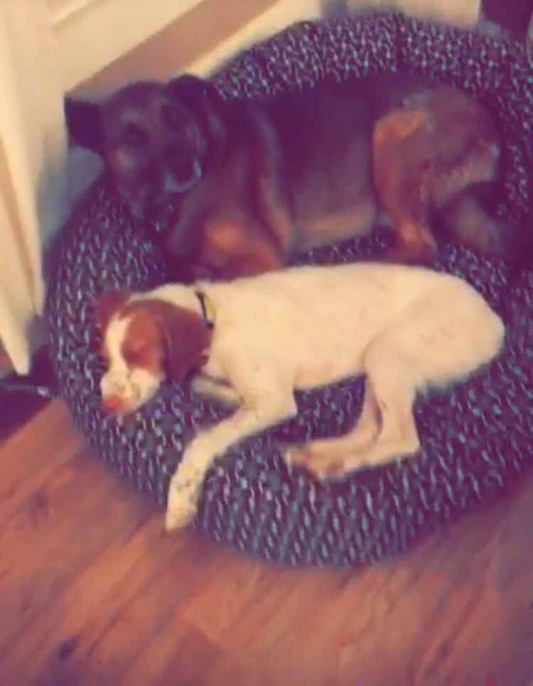 Doggo Bed for 2